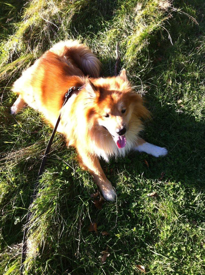 Islandsk fårehund Balto billede 18