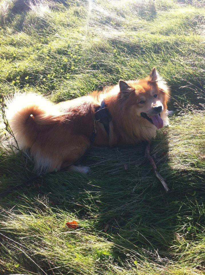 Islandsk fårehund Balto billede 19