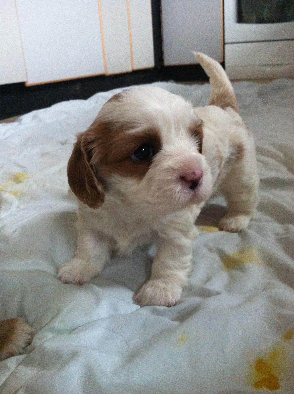 Cavalier king charles spaniel Merle billede 16