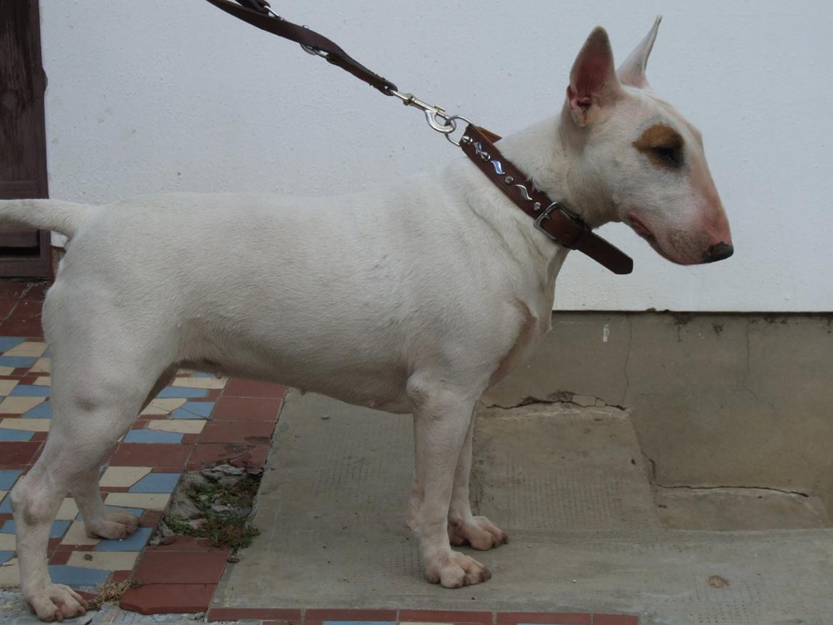 Bullterrier Little miss piggy (Magz) - Magz' søster. Efter adskillige timer research fandt hendes opdrætter. (Kölcsey utca, Ungarn) Avler har desværre ingen billeder af forældrene, da de er solgt :-S billede 8