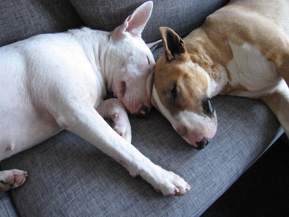 Bullterrier Little miss piggy (Magz) billede 7