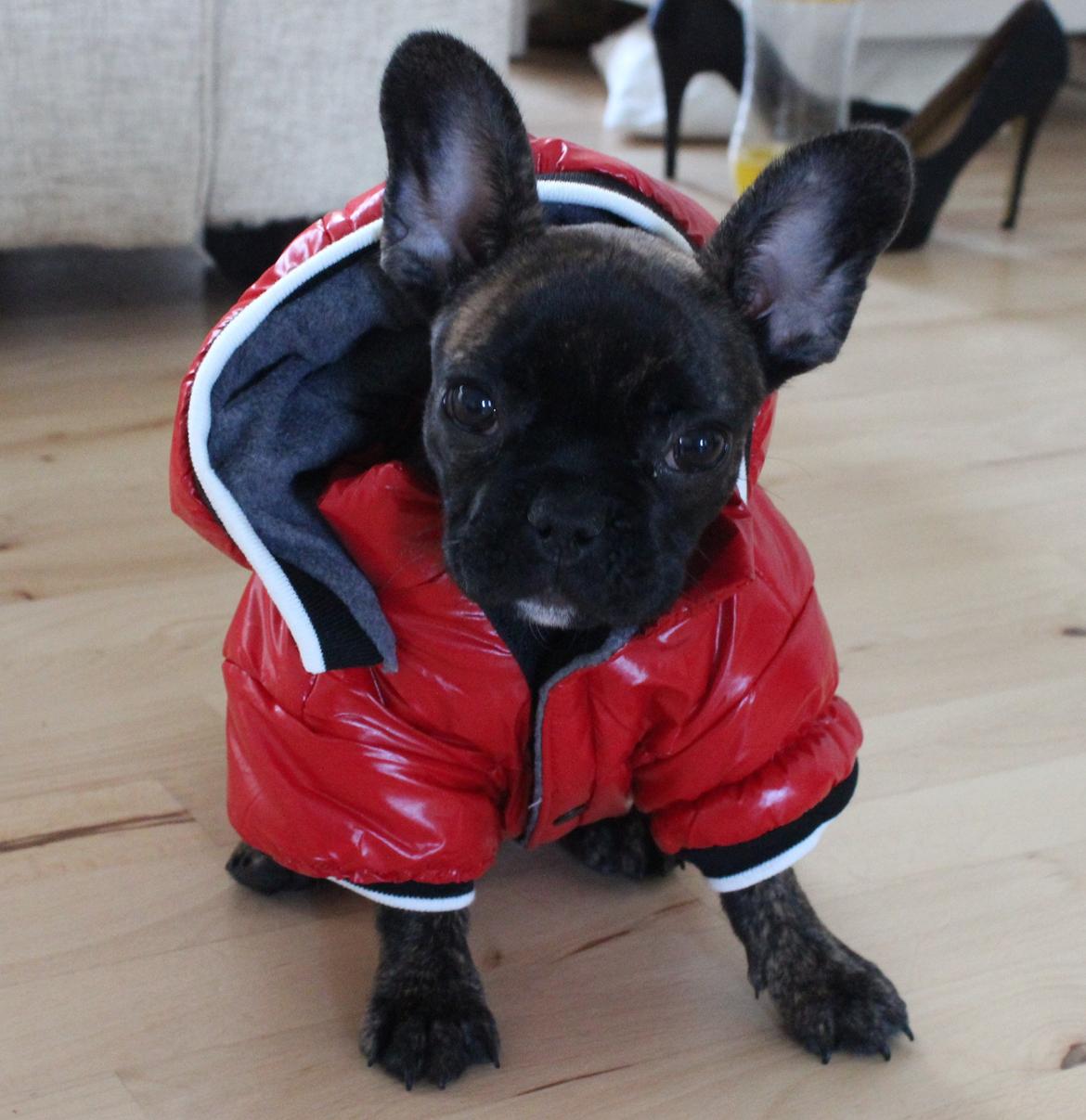 Fransk bulldog Nanna - Så har jeg fået ny jakke til der kommer sne :) så den er lidt for stor billede 27