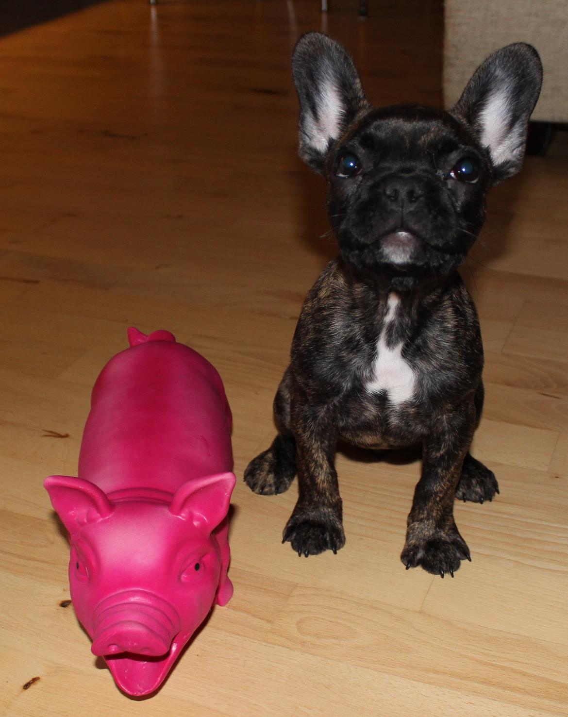 Fransk bulldog Nanna billede 28