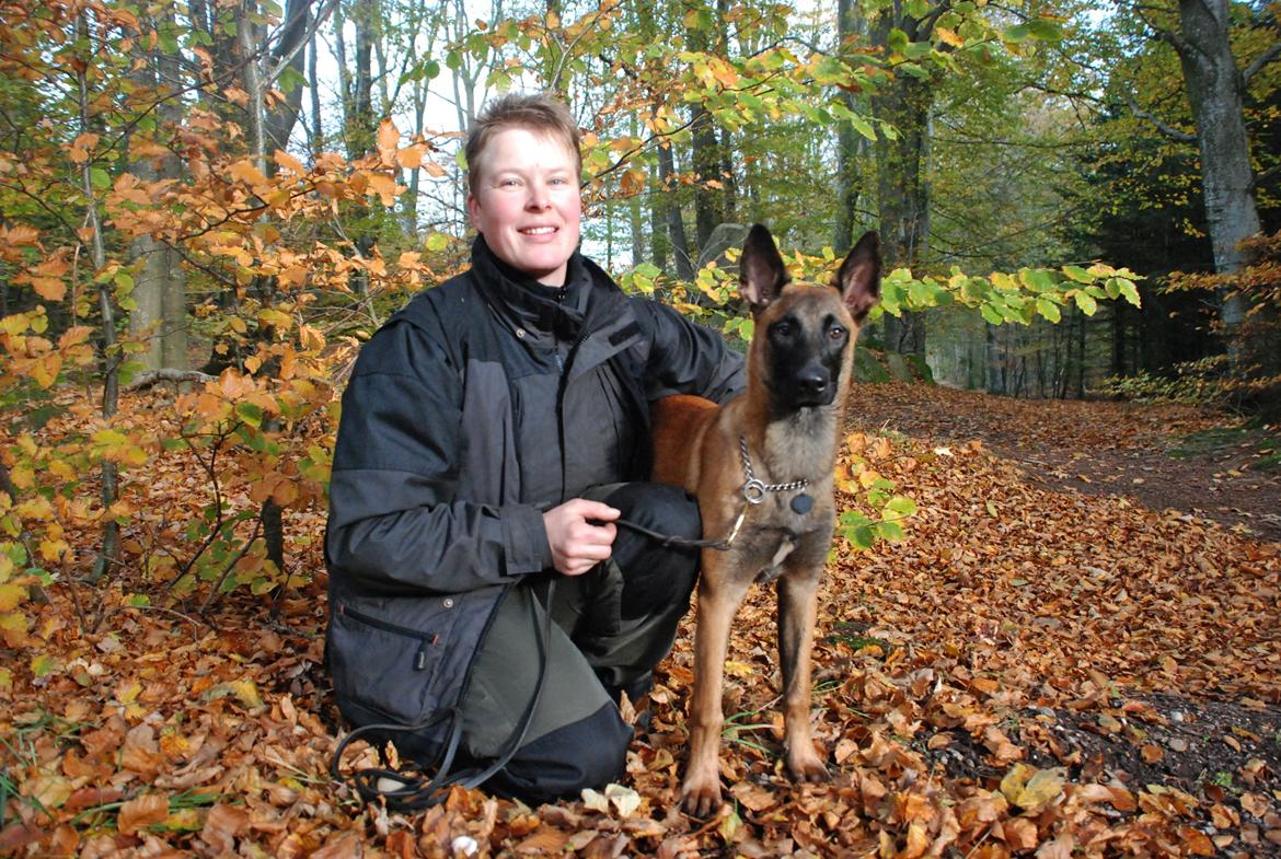 Malinois Halley vom Lobertal - Halley ½ år klædt i smukke efterårsfarver billede 12