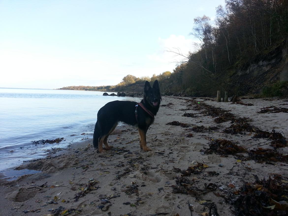 Schæferhund Aichia - 11½ måned på stranden billede 10