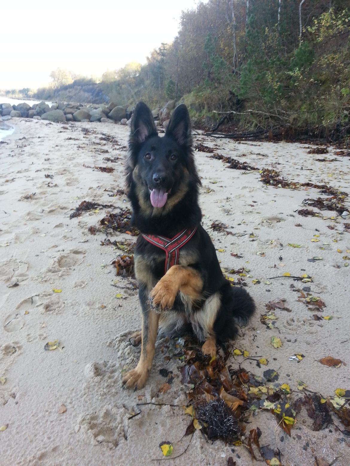 Schæferhund Aichia - 11½ måned... vinker :)  billede 12