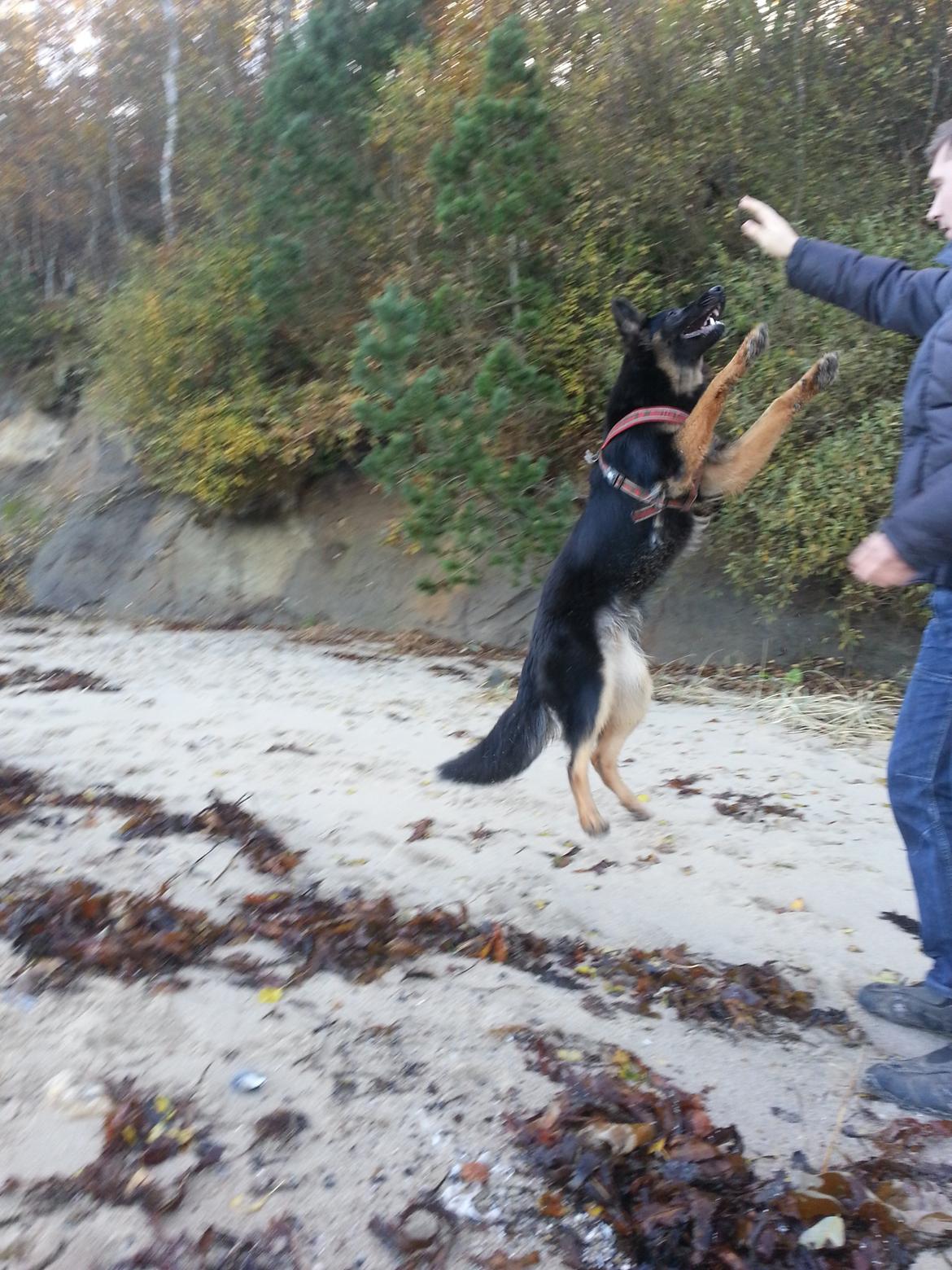 Schæferhund Aichia - 11½ måned billede 11