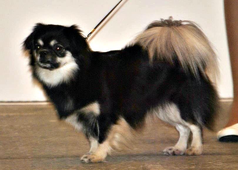 Tibetansk spaniel Bisquit - En FLOT 2 plac. med CK, Rødt og Blåt bånd! Herning d. 4/11-12. SMUK hund! :-) billede 2
