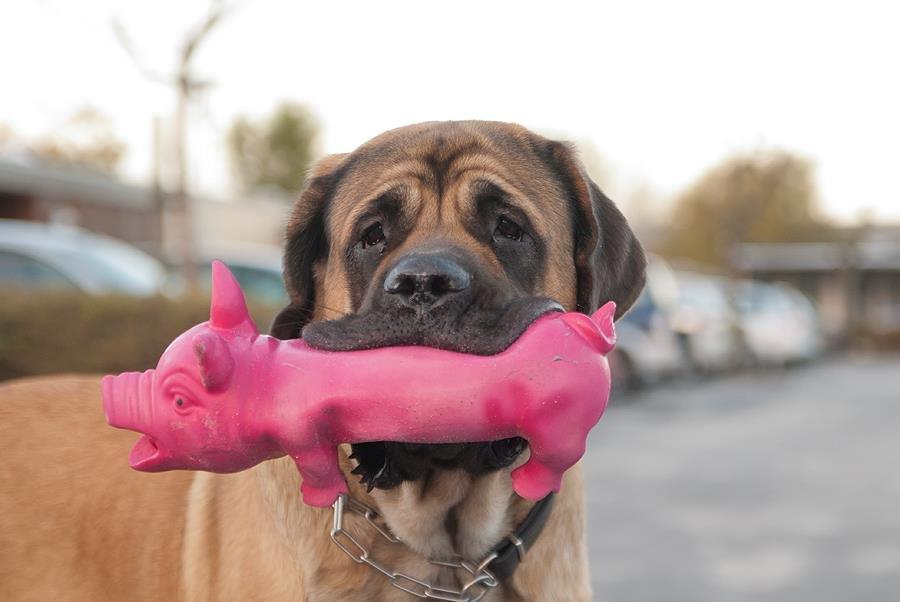 Mastiff Casa de Labranza´s Belicia "Bertha" - Bertha 1½ år billede 10