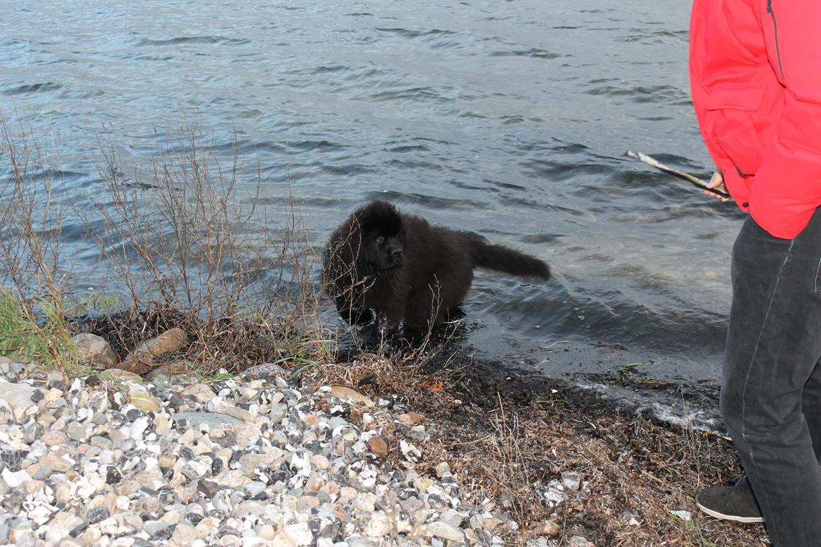 Newfoundlænder Believe I Can Fly - Balto - God opmærksomhed i vandet billede 15