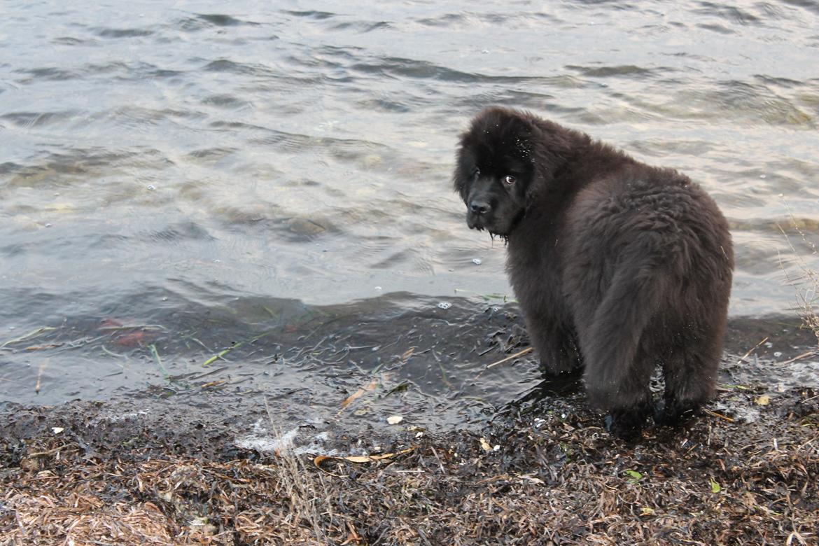 Newfoundlænder Believe I Can Fly - Balto billede 16