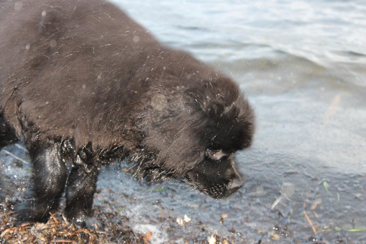 Newfoundlænder Believe I Can Fly - Balto - RYSTE! billede 18