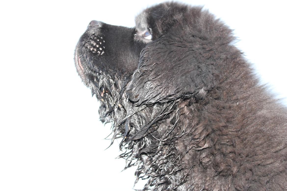 Newfoundlænder Believe I Can Fly - Balto - Vi kigger på fugle billede 19