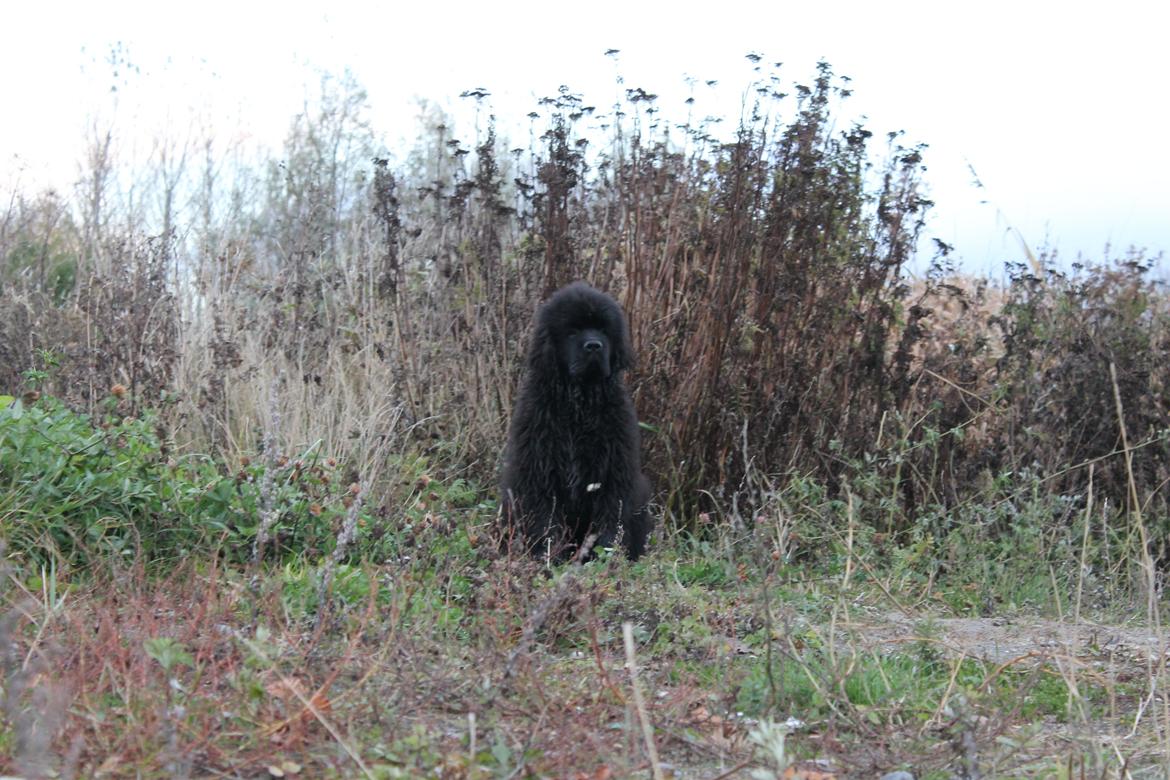 Newfoundlænder Believe I Can Fly - Balto - Kongen holder udkig billede 20