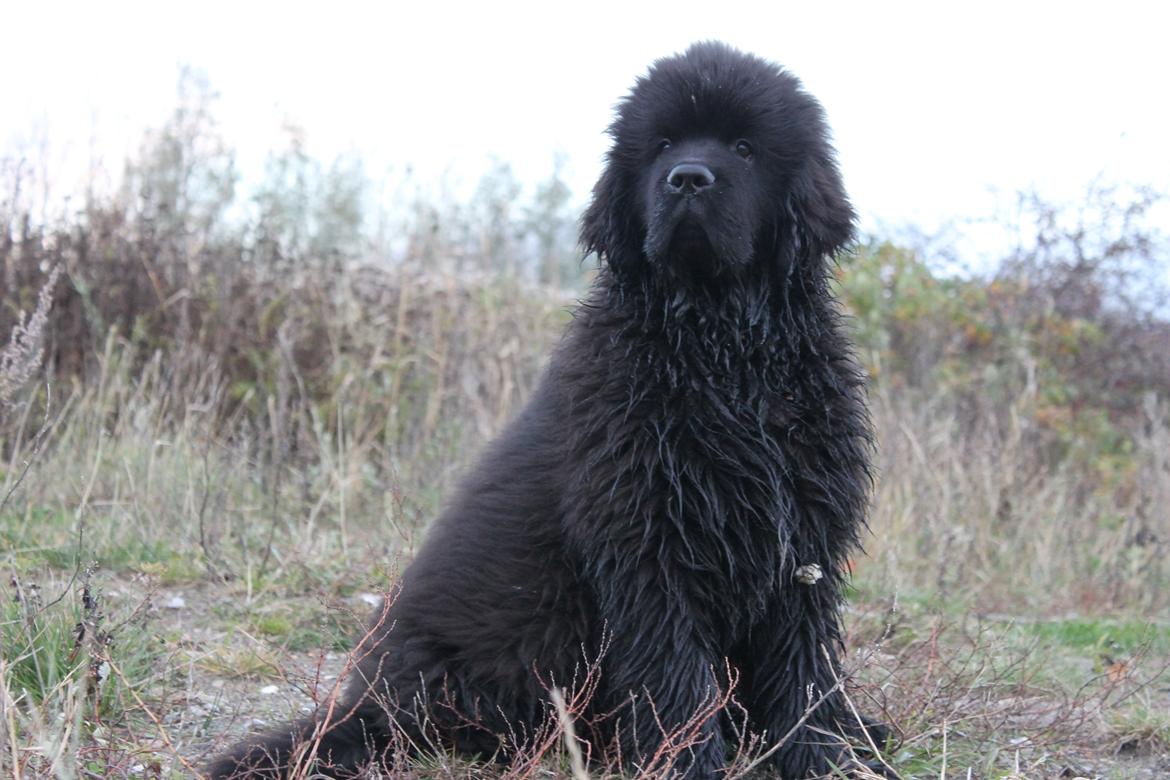 Newfoundlænder Believe I Can Fly - Balto - Flotte dreng! billede 1