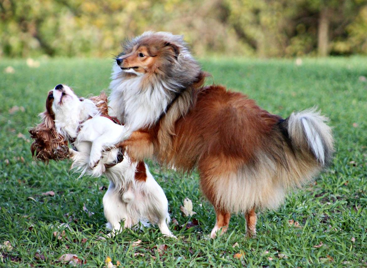 Shetland sheepdog Kenzo billede 9