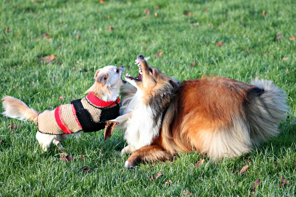 Shetland sheepdog Kenzo billede 10