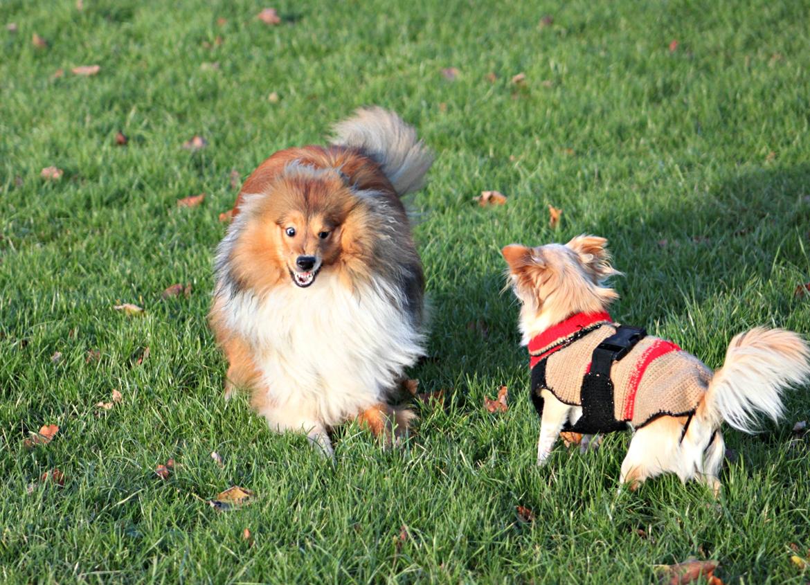 Shetland sheepdog Kenzo billede 11