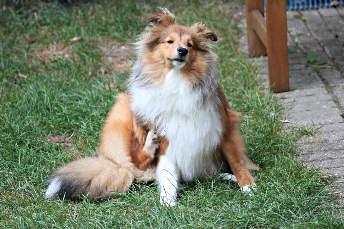 Shetland sheepdog Kenzo billede 8