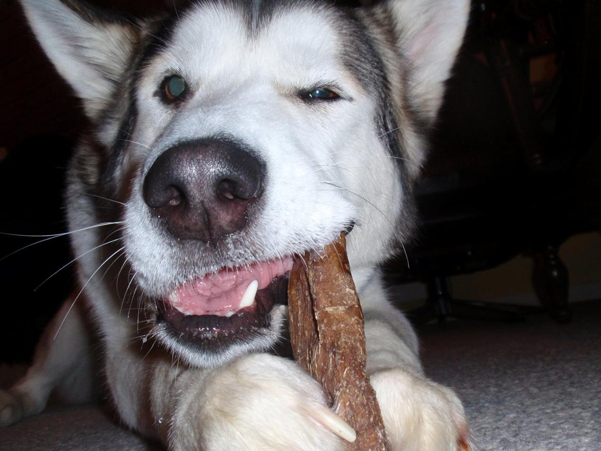 Alaskan malamute Eayla billede 1