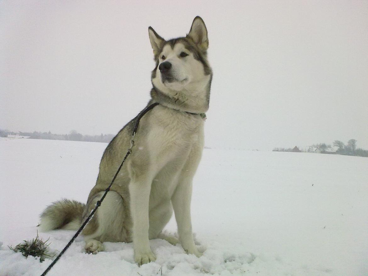 Alaskan malamute Eayla billede 2