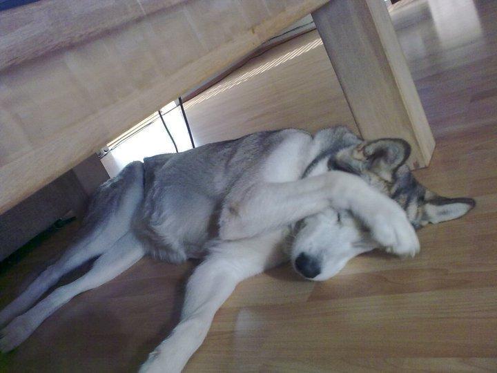 Alaskan malamute Eayla billede 3