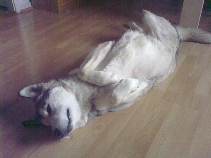 Alaskan malamute Eayla billede 4