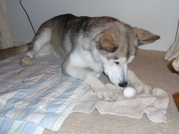 Alaskan malamute Eayla billede 5