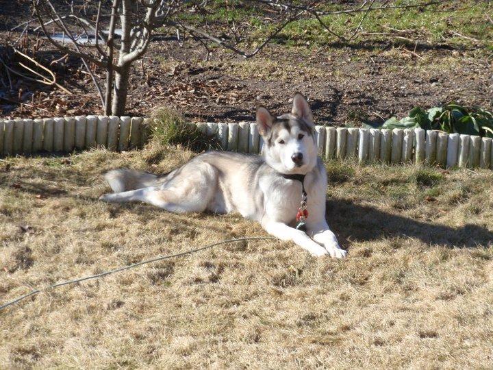 Alaskan malamute Eayla billede 7