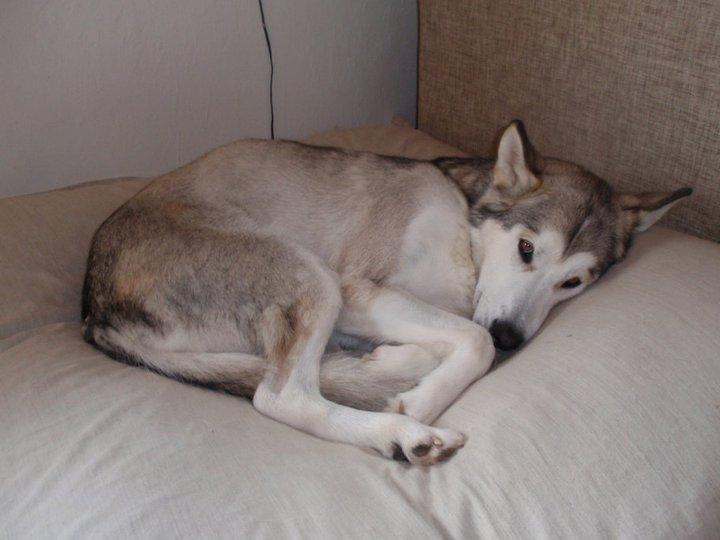 Alaskan malamute Eayla billede 8