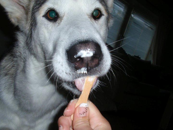 Alaskan malamute Eayla billede 9