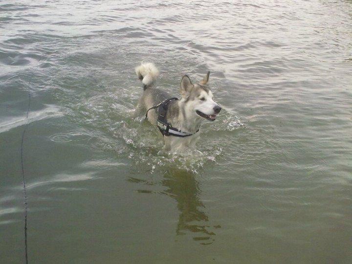 Alaskan malamute Eayla billede 10