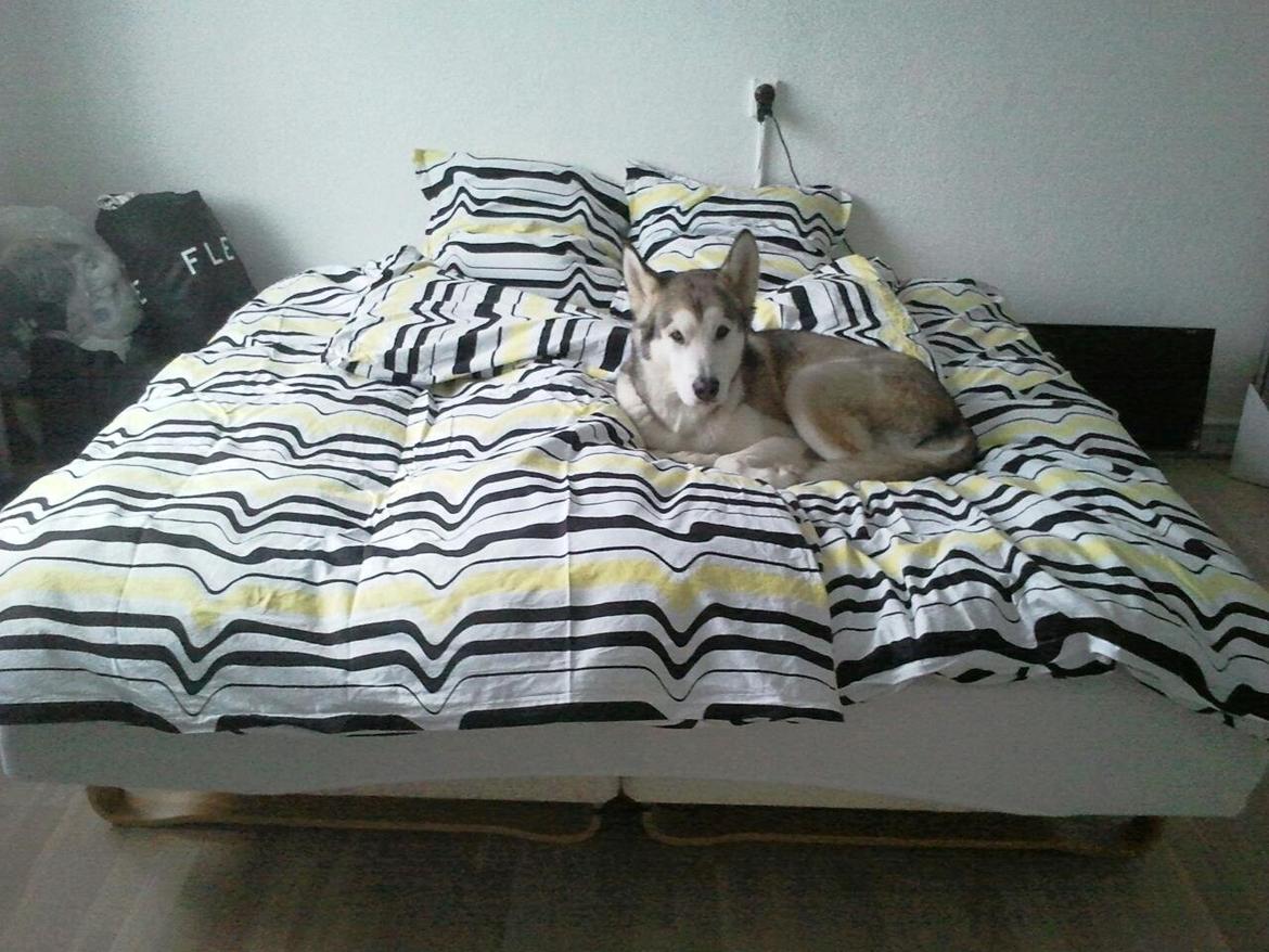 Alaskan malamute Eayla billede 12