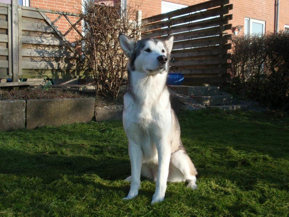 Alaskan malamute Eayla billede 13