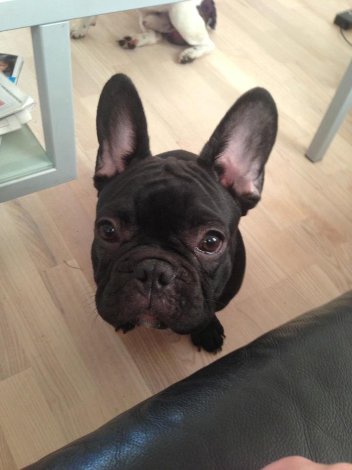 Fransk bulldog Hard Black Jack Faster Than A Kiss billede 1