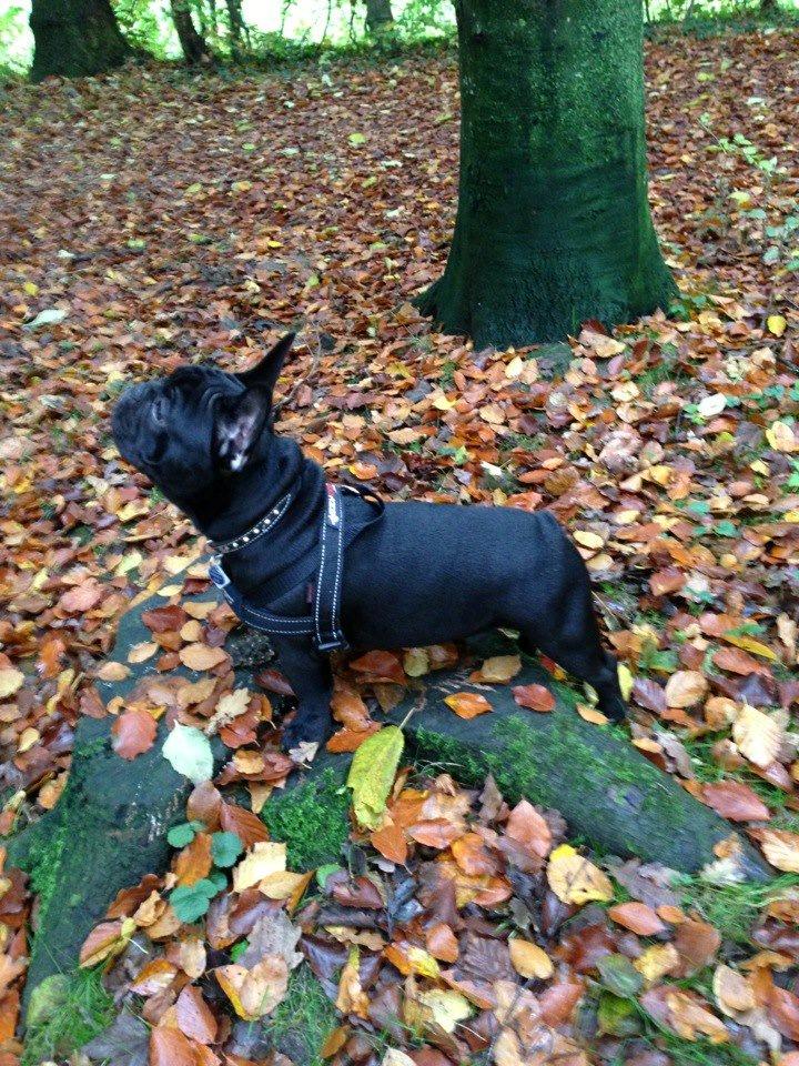 Fransk bulldog Hard Black Jack Faster Than A Kiss billede 8