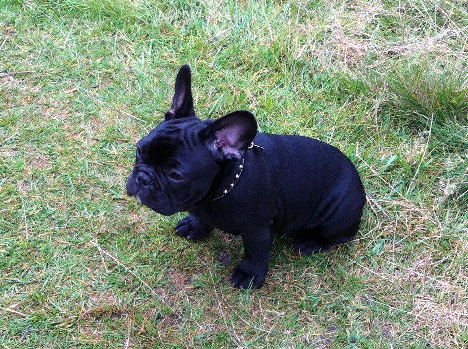 Fransk bulldog Hard Black Jack Faster Than A Kiss billede 9