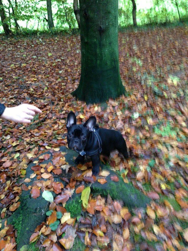 Fransk bulldog Hard Black Jack Faster Than A Kiss billede 10