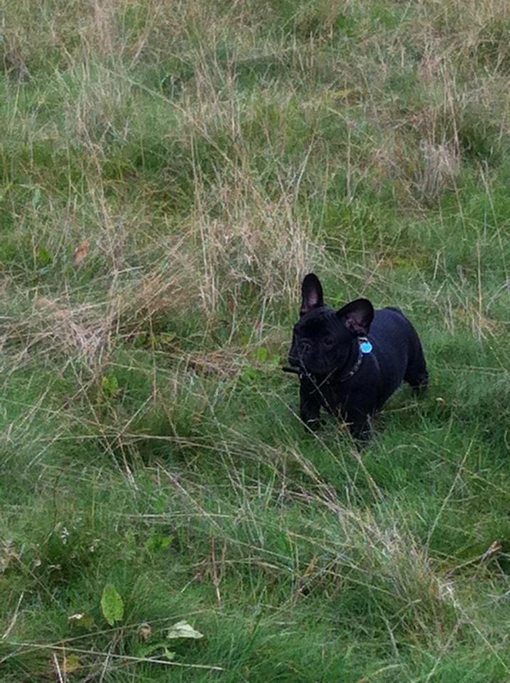 Fransk bulldog Hard Black Jack Faster Than A Kiss billede 11