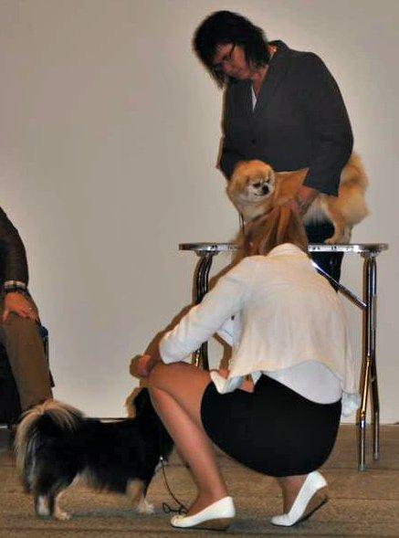 Tibetansk spaniel Bisquit billede 5