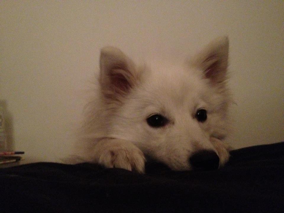 Japansk spids Trille - Mor siger jeg ikke må komme i sengen. men så kan jeg da bare gøre sådan :) billede 13