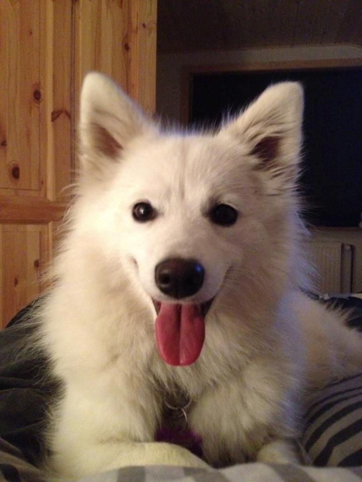 Japansk spids Trille - Sådan ser jeg ud i dag :) billede 14