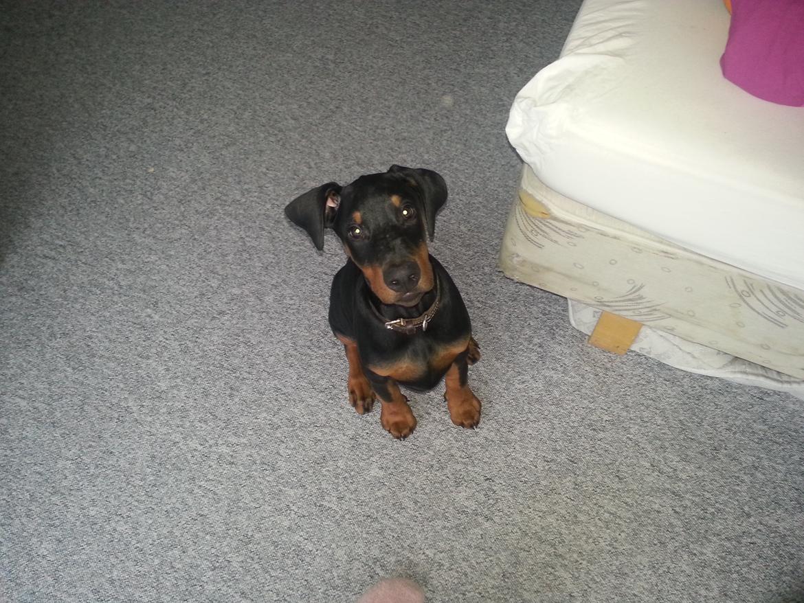 Dobermann Proud Danish Face Of Beauty - 12 uger <3 billede 16