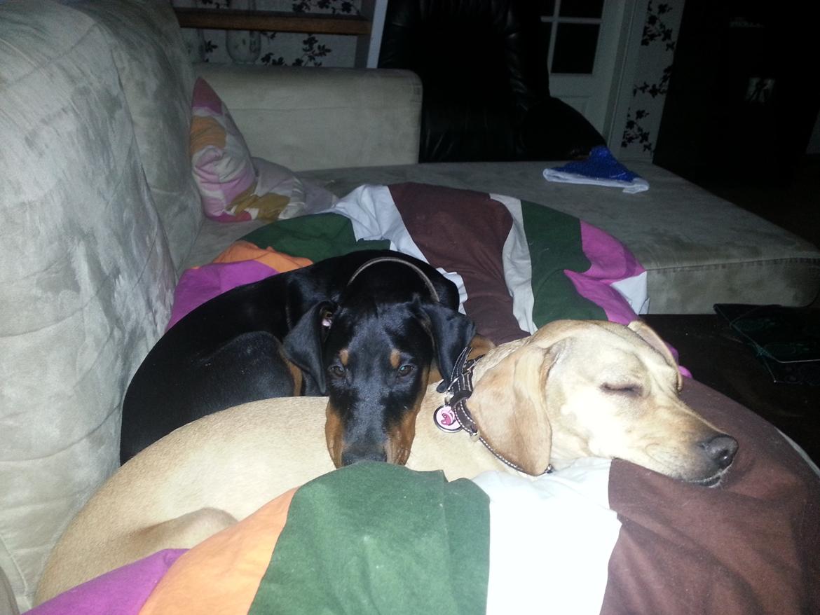 Dobermann Proud Danish Face Of Beauty - Vi putter lige <3 billede 17