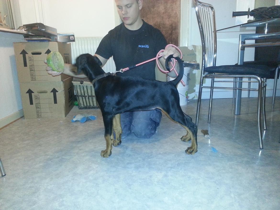 Dobermann Proud Danish Face Of Beauty - 12 uger <3 billede 18