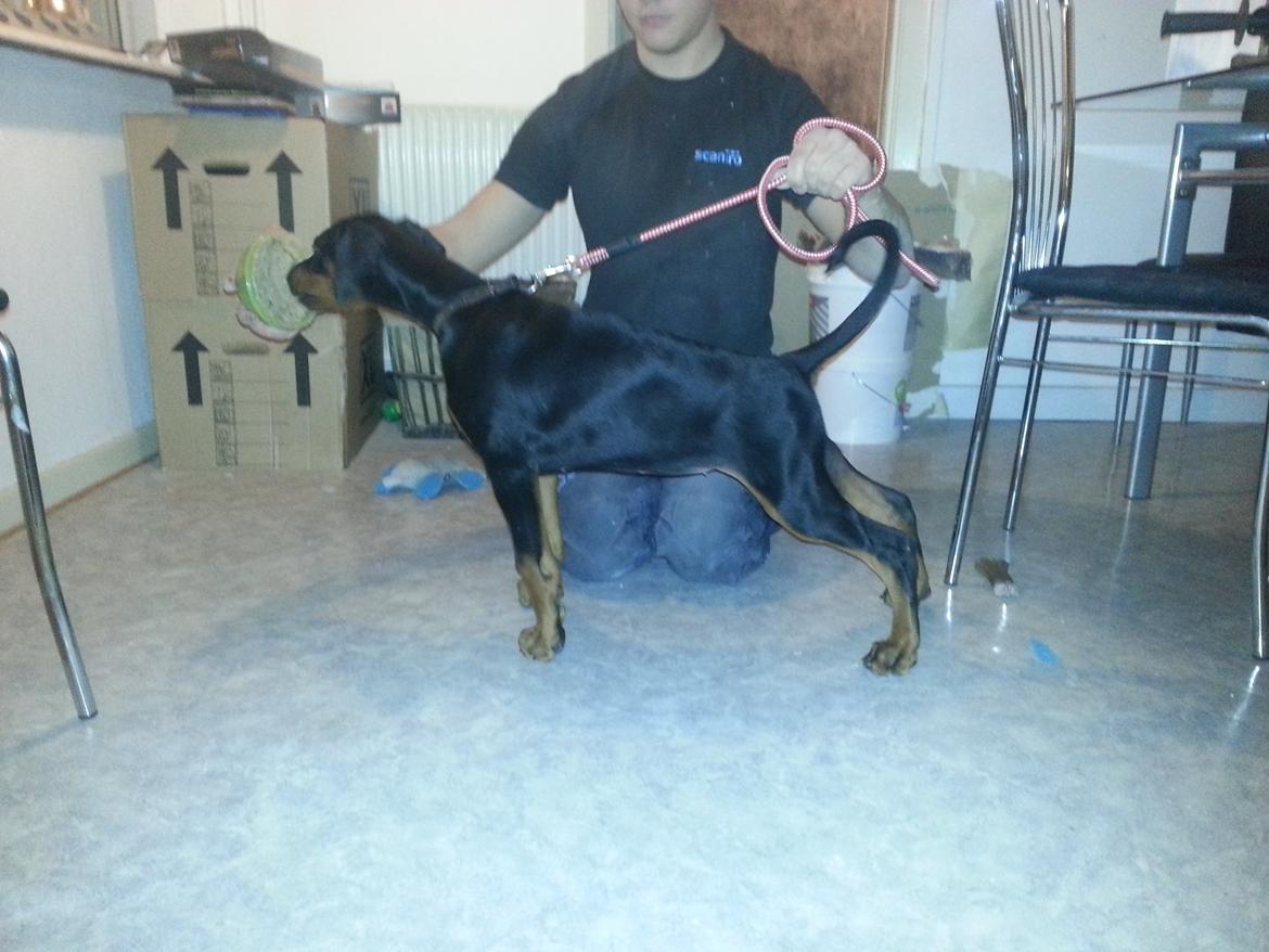Dobermann Proud Danish Face Of Beauty - 12 uger <3 billede 19