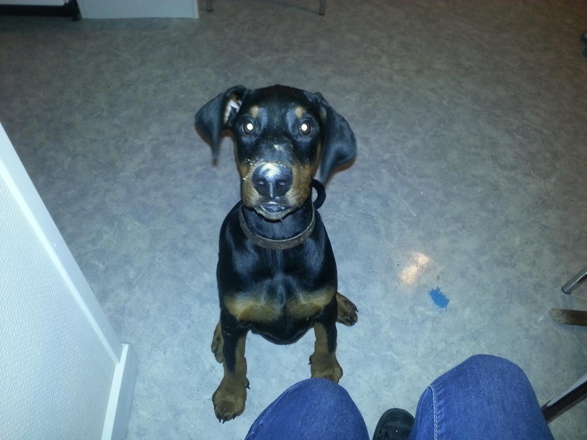 Dobermann Proud Danish Face Of Beauty - 12 uger <3 billede 20