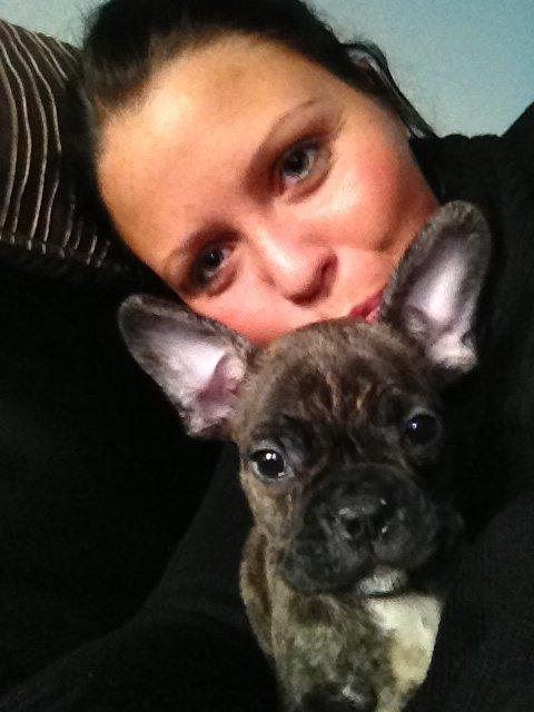 Fransk bulldog Cody billede 1