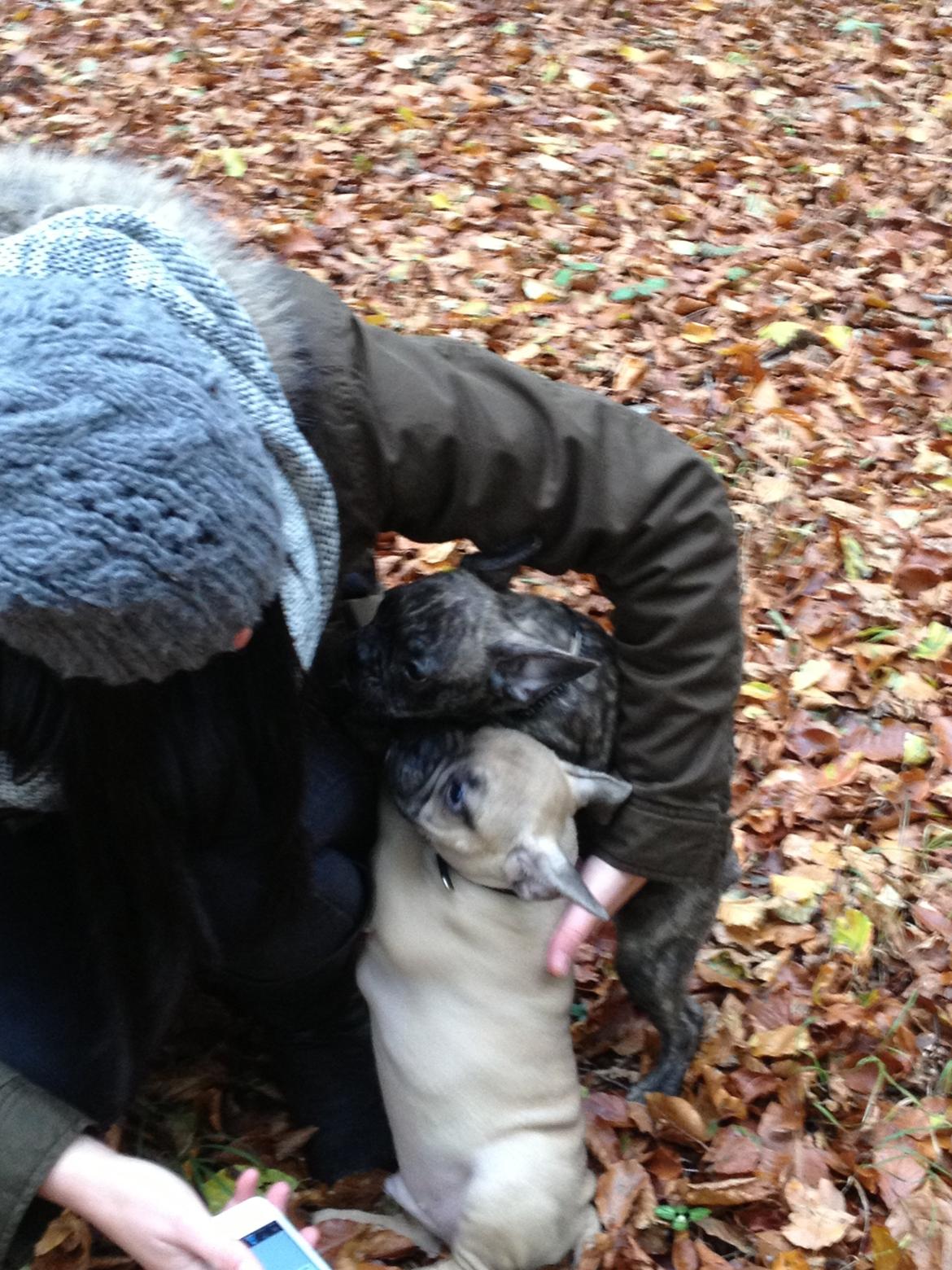 Fransk bulldog Cody billede 2