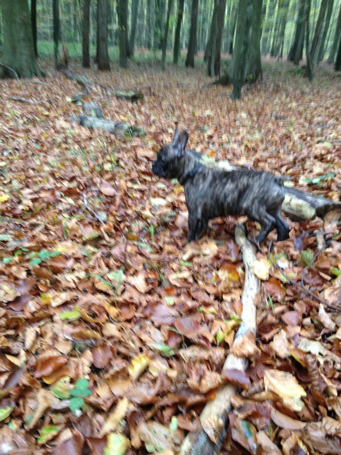 Fransk bulldog Cody billede 4